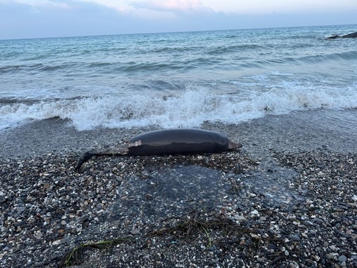 Ceriale, zifio spiaggiato sul litorale in avanzato stato di decomposizione